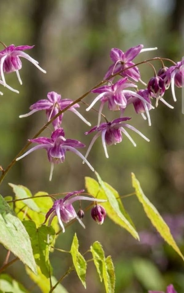 Epimedium 'Purple Pixie'