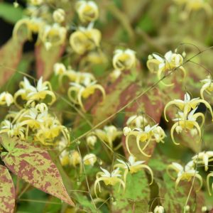 Epimedium 'Yellow Splash'