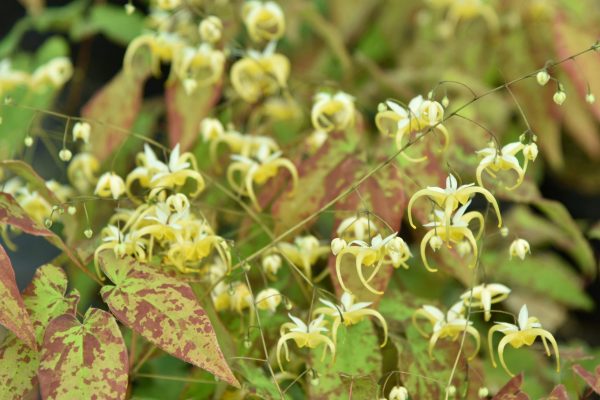 Epimedium 'Yellow Splash'
