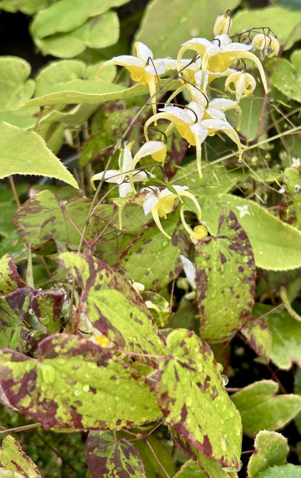 Epimedium 'Yellow Splash'