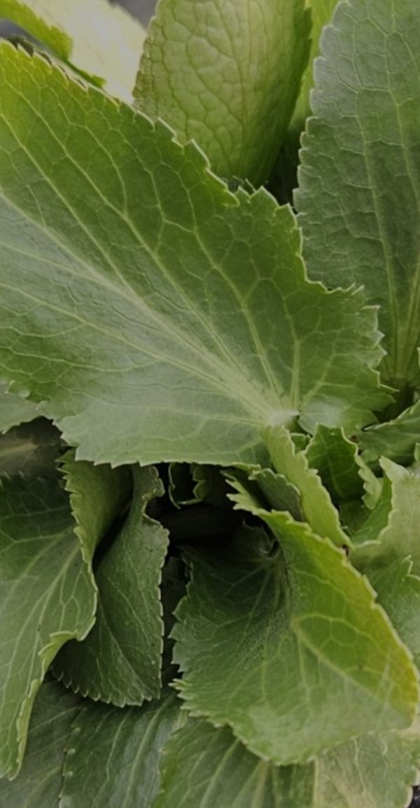 Eryngium 'Magical Blue Globe'