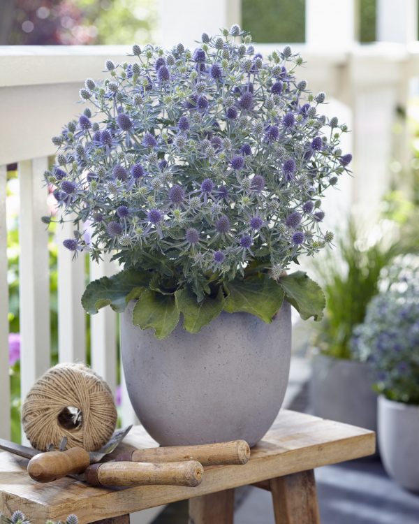 Eryngium 'Magical Blue Globe'