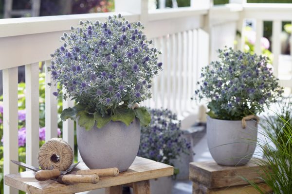 Eryngium 'Magical Blue Globe'
