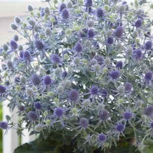 Eryngium 'Magical Blue Globe'