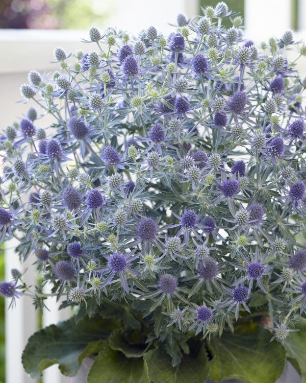 Eryngium 'Magical Blue Globe'