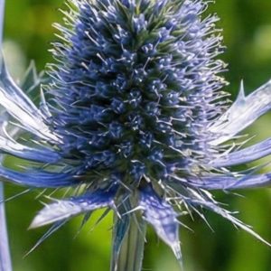 Eryngium planum