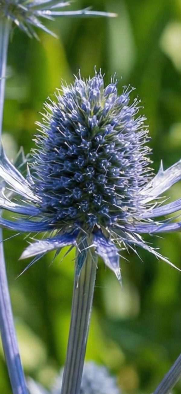 Eryngium planum