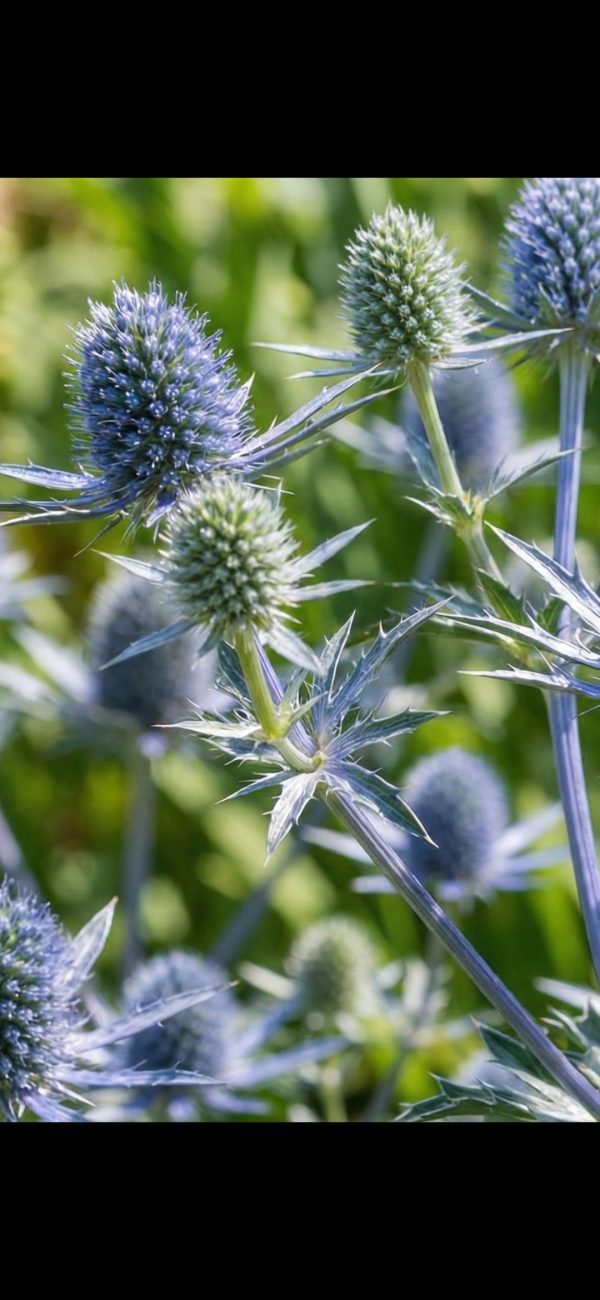 Eryngium planum