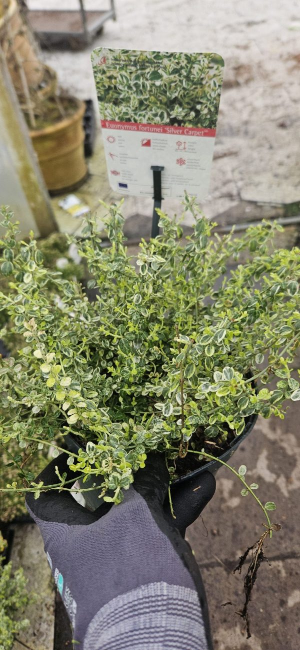 Euonymus fortunei 'Silver Carpet'