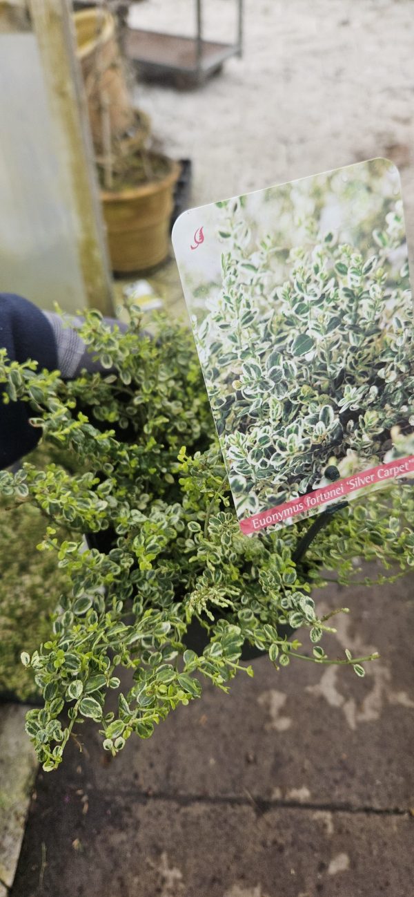 Euonymus fortunei 'Silver Carpet'