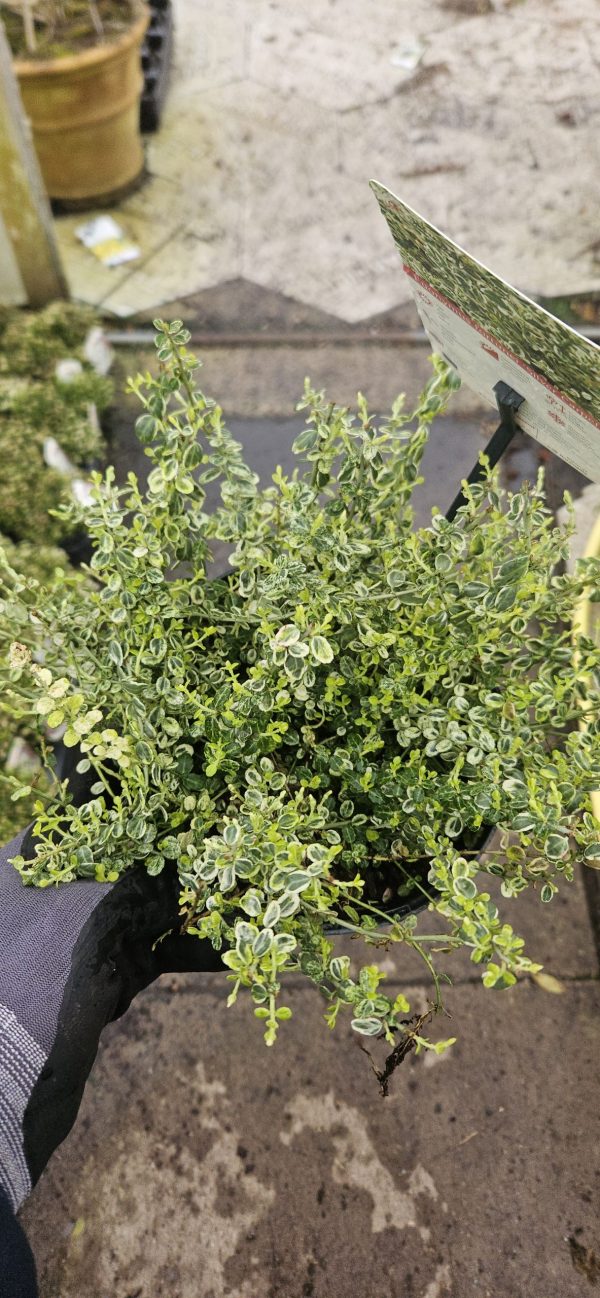 Euonymus fortunei 'Silver Carpet'