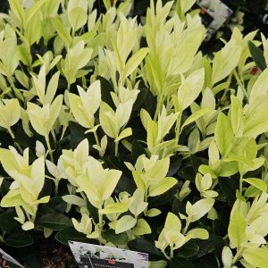 Euonymus japonicus ‘Extravaganza’