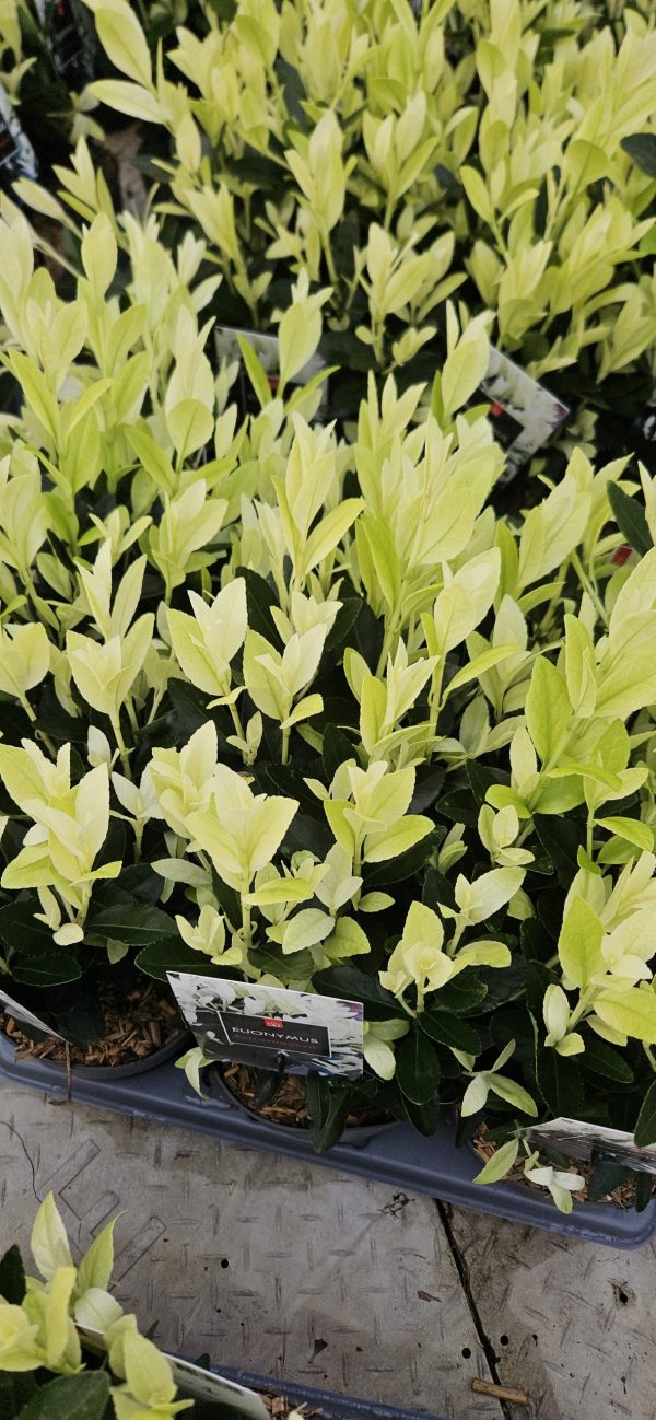 Euonymus japonicus ‘Extravaganza’