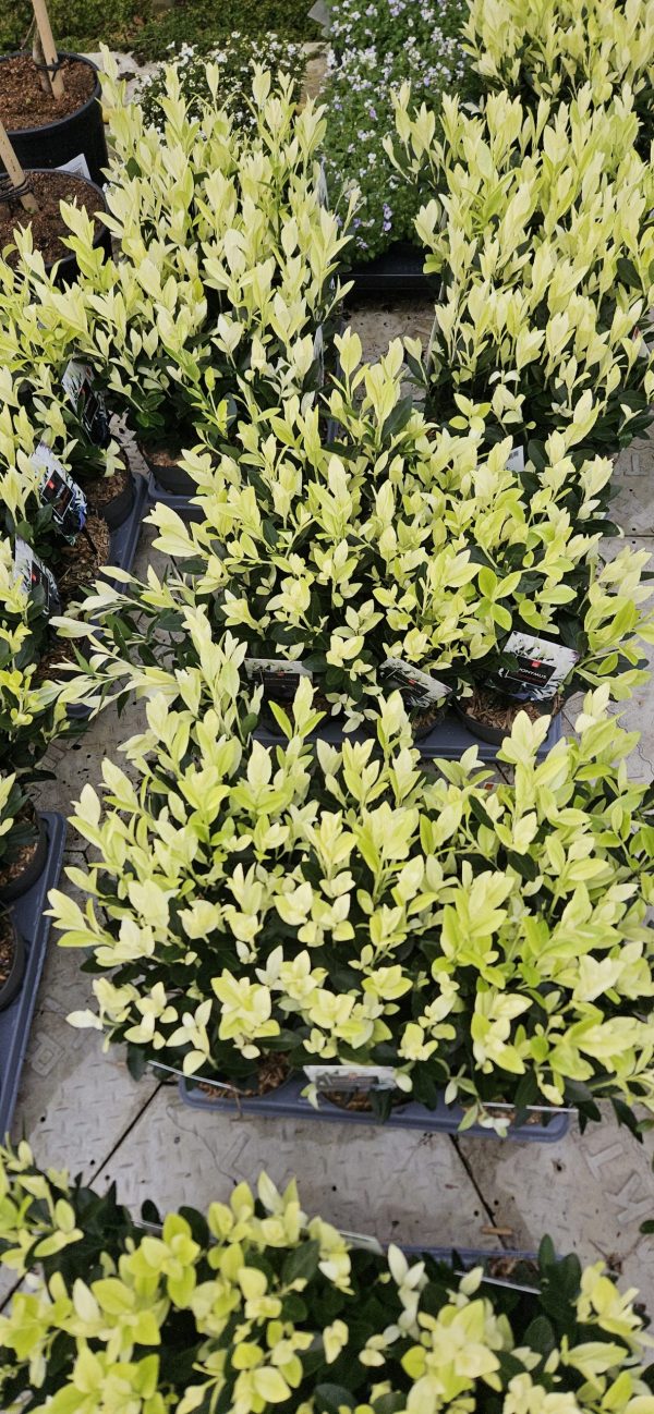 Euonymus japonicus ‘Extravaganza’