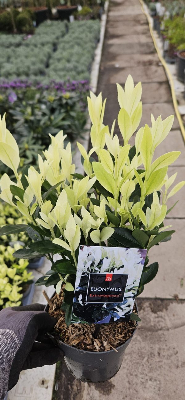 Euonymus japonicus ‘Extravaganza’