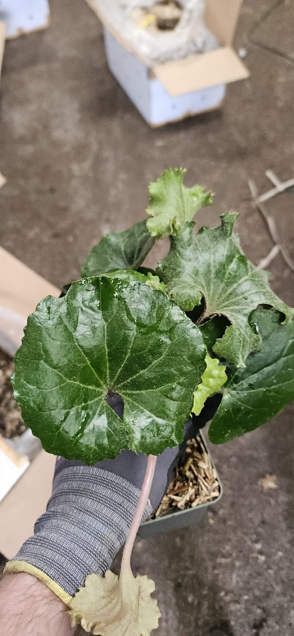 Farfugium japonicum 'Wavy Gravy' Farfugium japonicum 'Wavy Gravy'