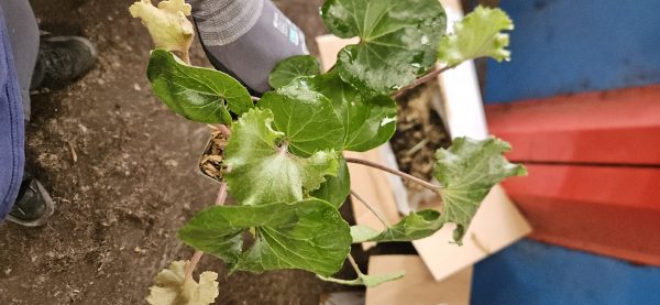 Farfugium japonicum 'Wavy Gravy' 3 Farfugium japonicum 'Wavy Gravy'