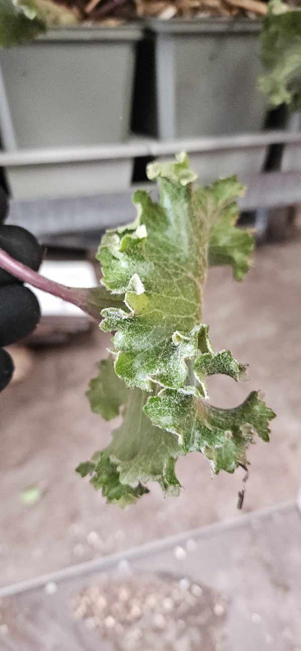 Farfugium japonicum 'Wavy Gravy' 4 Farfugium japonicum 'Wavy Gravy'