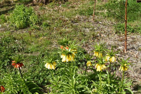Fritillaria imperialis 'Lutea'