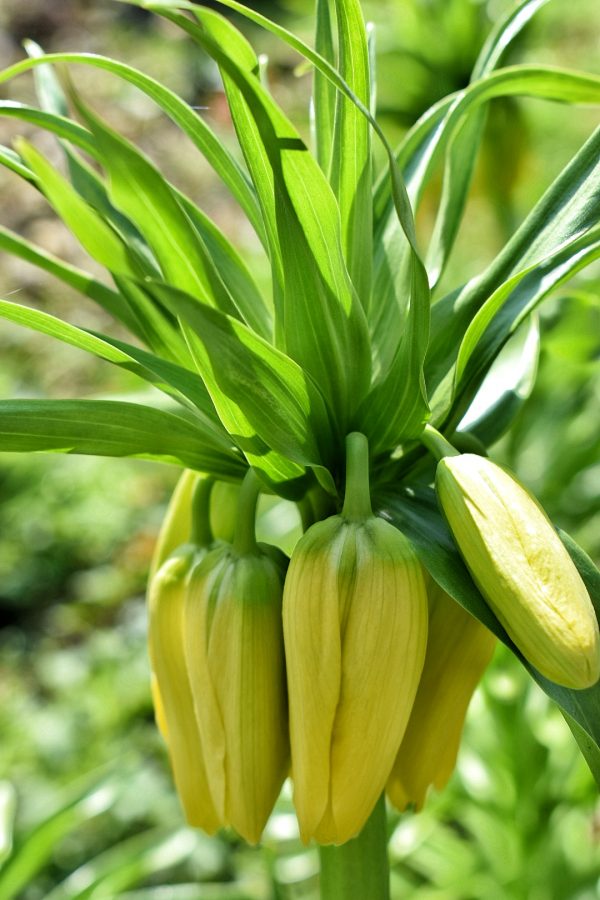 Fritillaria imperialis 'Lutea'