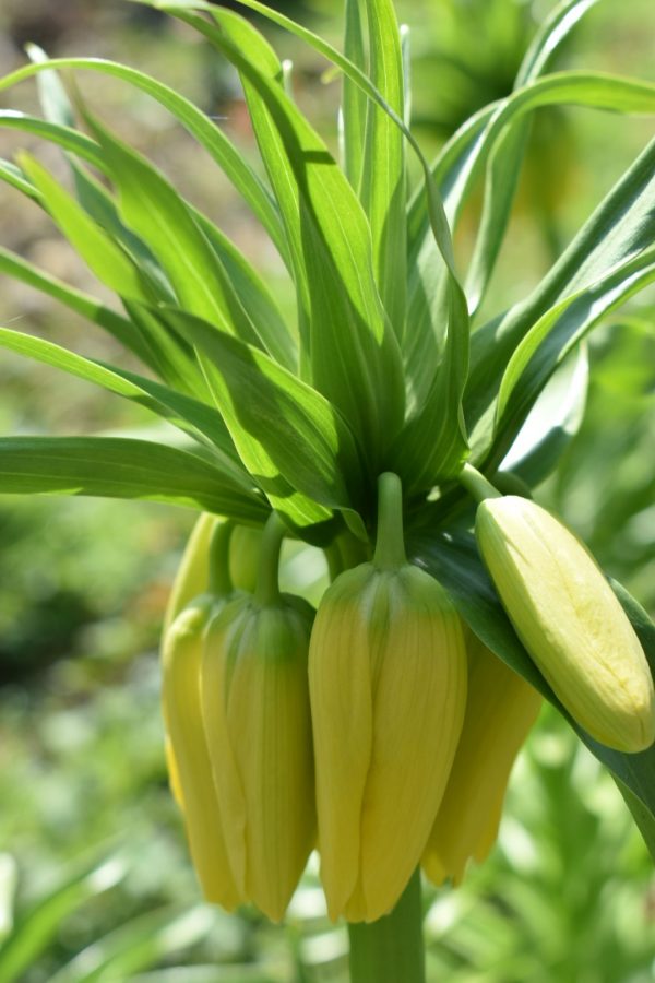 Fritillaria imperialis 'Lutea'