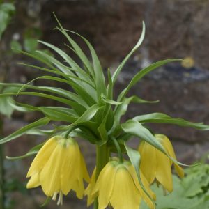Fritillaria imperialis 'Lutea'