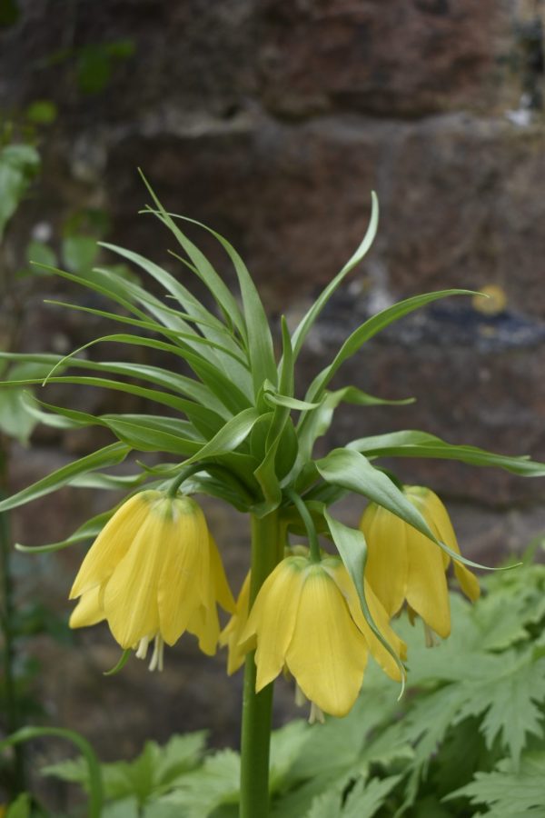 Fritillaria imperialis 'Lutea'