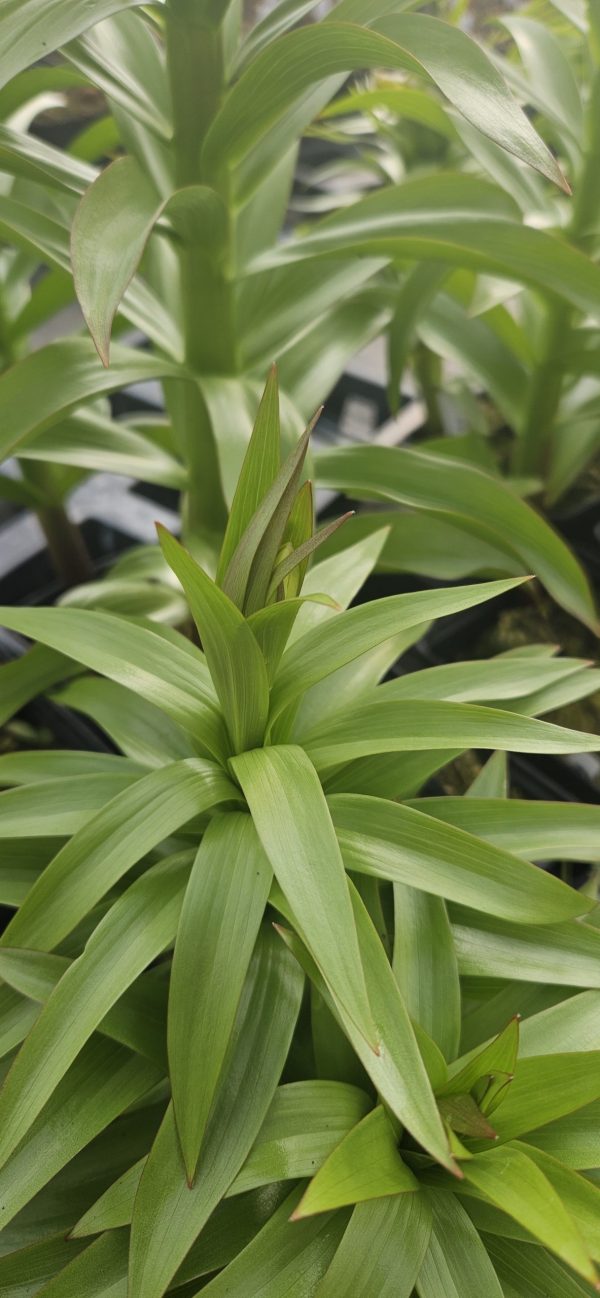 Fritillaria imperialis 'William Rex'