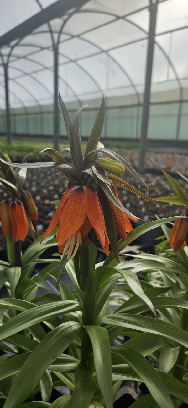 Fritillaria imperialis 'William Rex'