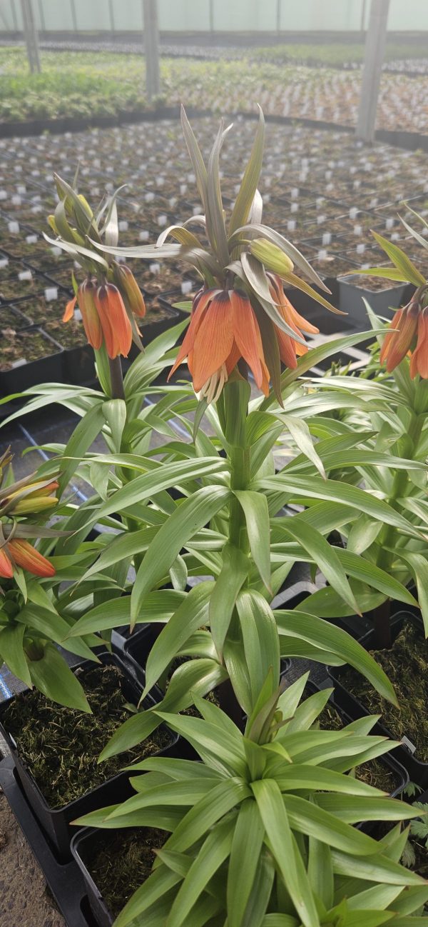 Fritillaria imperialis 'William Rex'