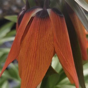 Fritillaria imperialis 'William Rex'