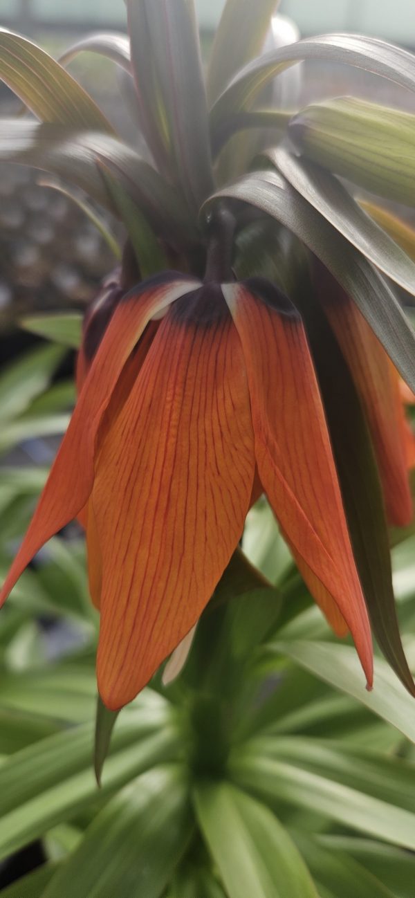 Fritillaria imperialis 'William Rex'