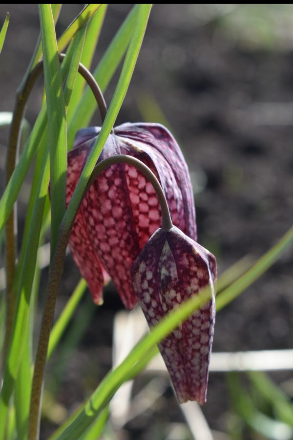 Fritillaria meleagris