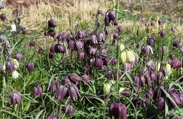 Fritillaria meleagris