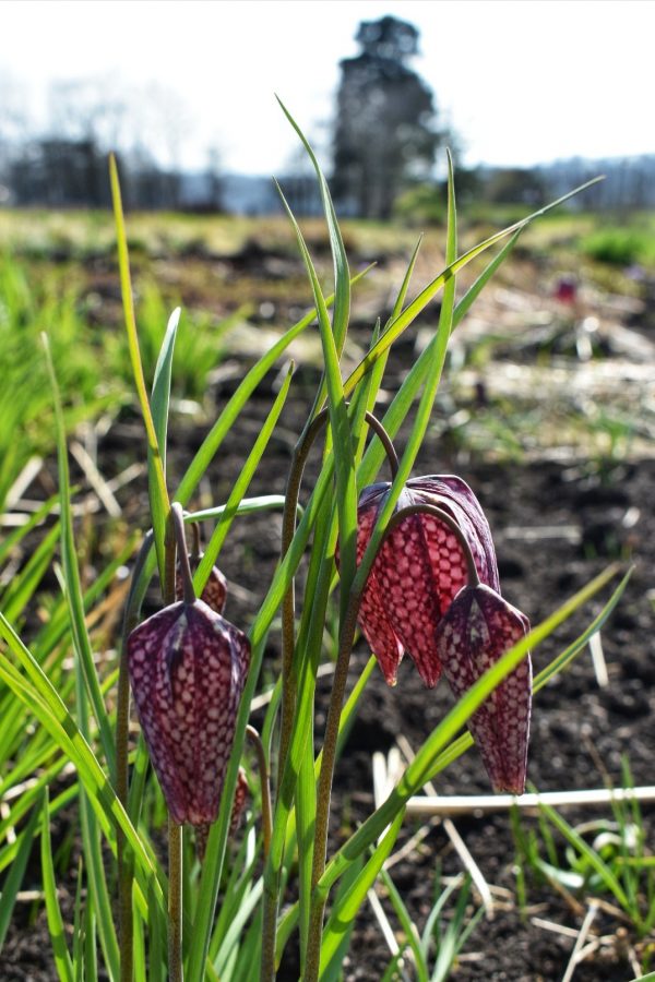 Fritillaria meleagris