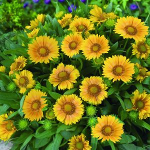 Gaillardia x grandiflora 'Arizona Apricot'