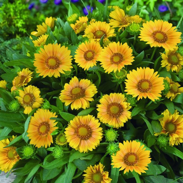 Gaillardia x grandiflora 'Arizona Apricot'