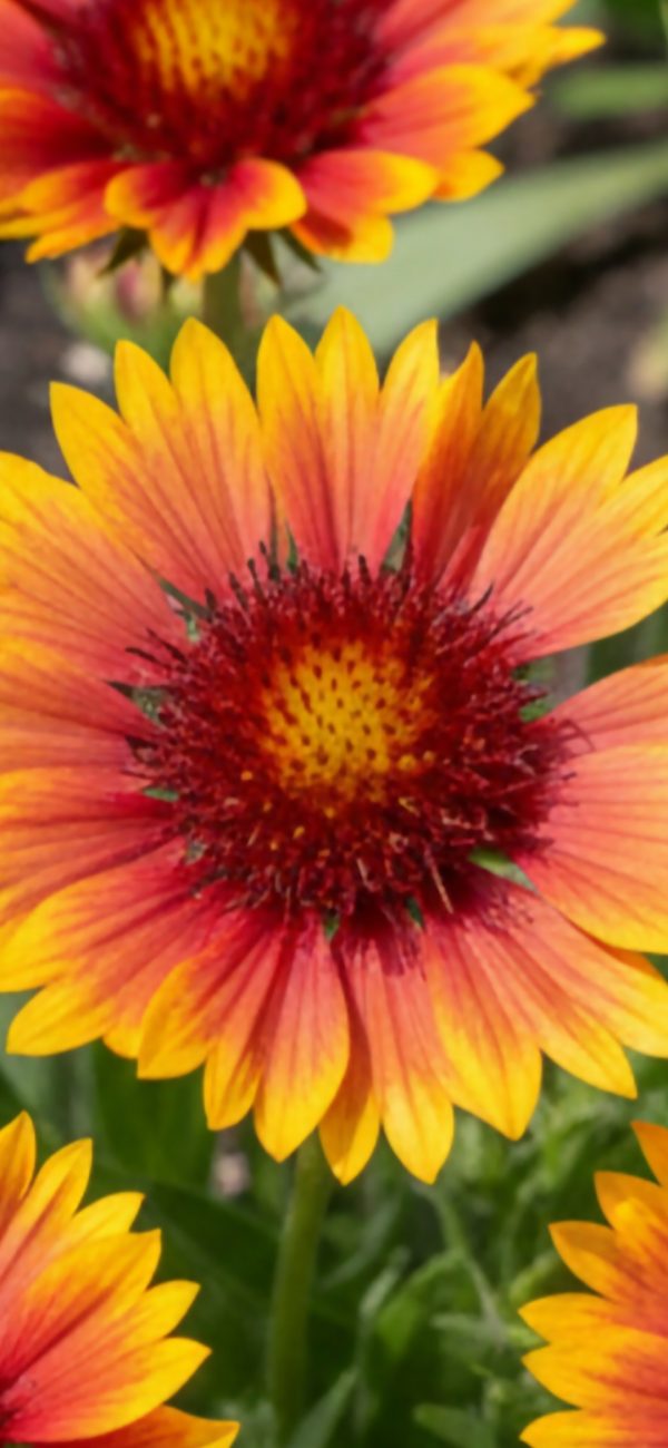 Gaillardia x grandiflora 'Kobold'