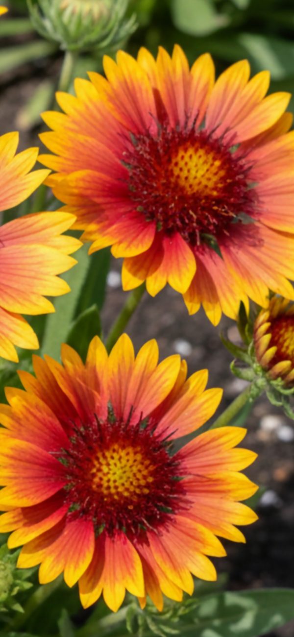 Gaillardia x grandiflora 'Kobold'