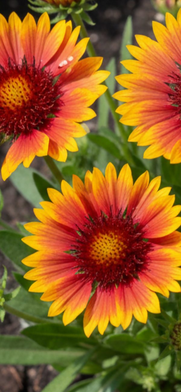 Gaillardia x grandiflora 'Kobold'