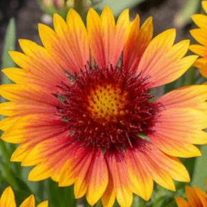 Gaillardia x grandiflora 'Kobold'
