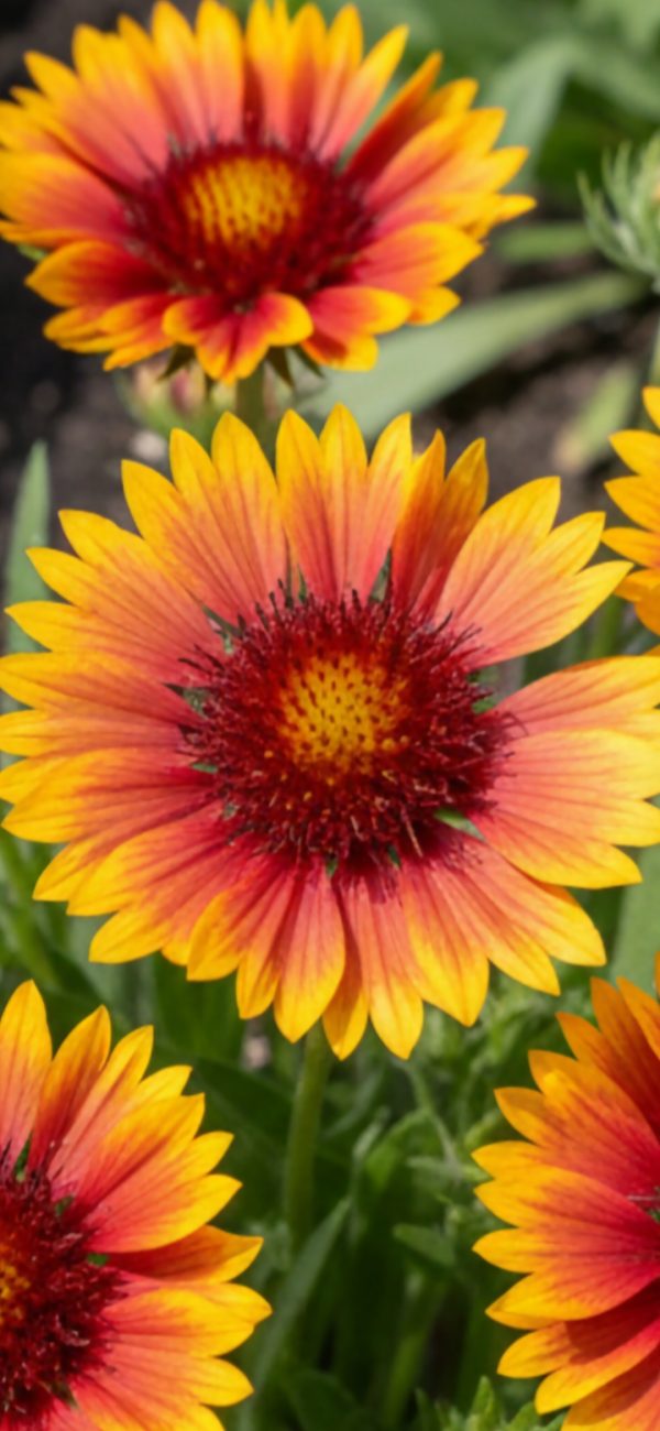 Gaillardia x grandiflora 'Kobold'