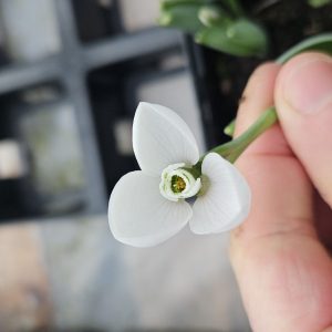 Galanthus elwesii 'Beluga'