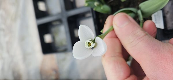 Galanthus elwesii 'Beluga'