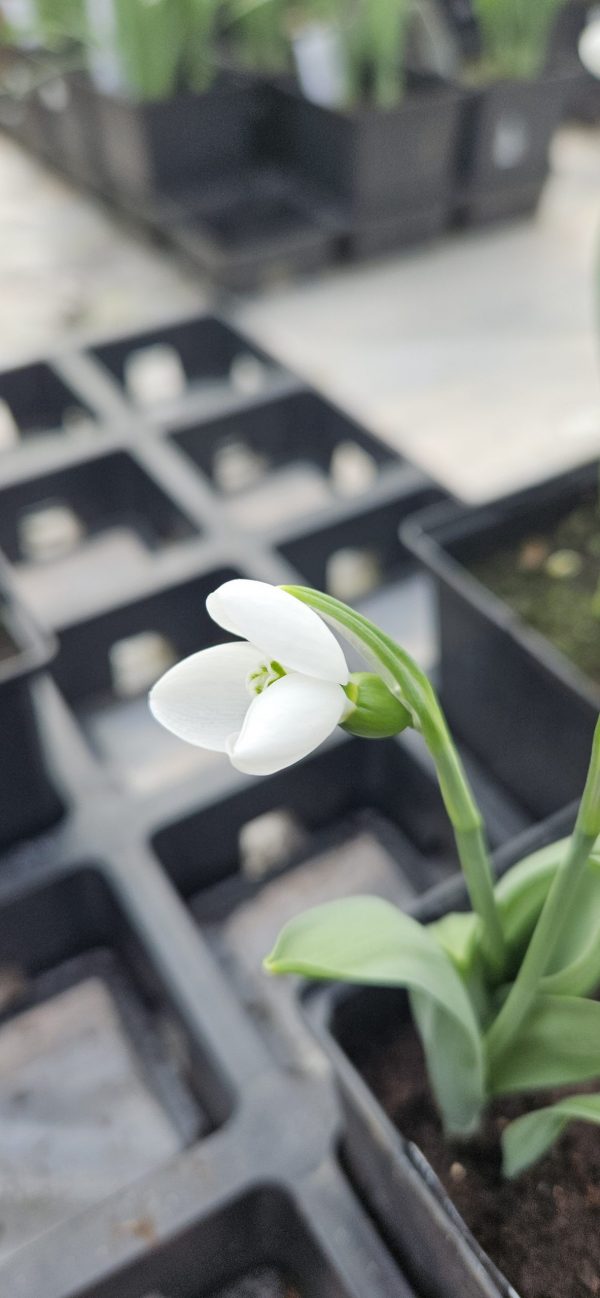 Galanthus elwesii 'Beluga'