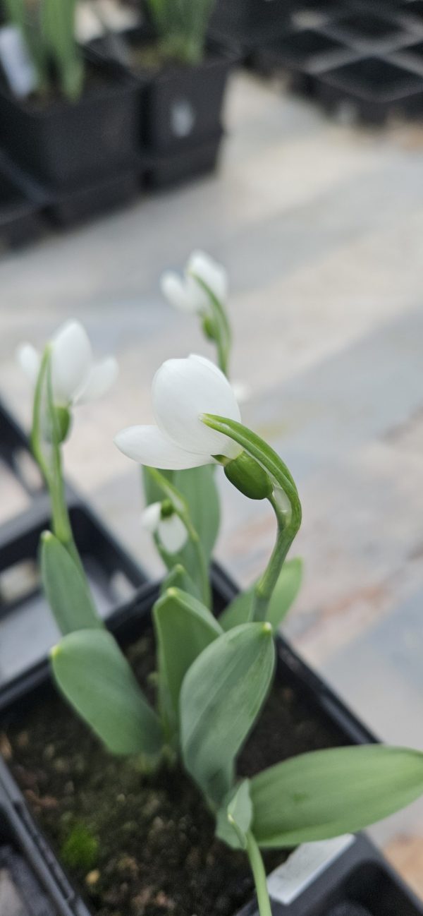 Galanthus elwesii 'Beluga'