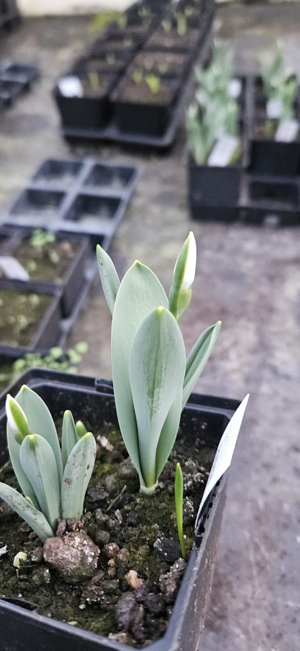 Galanthus elwesii 'Beluga'