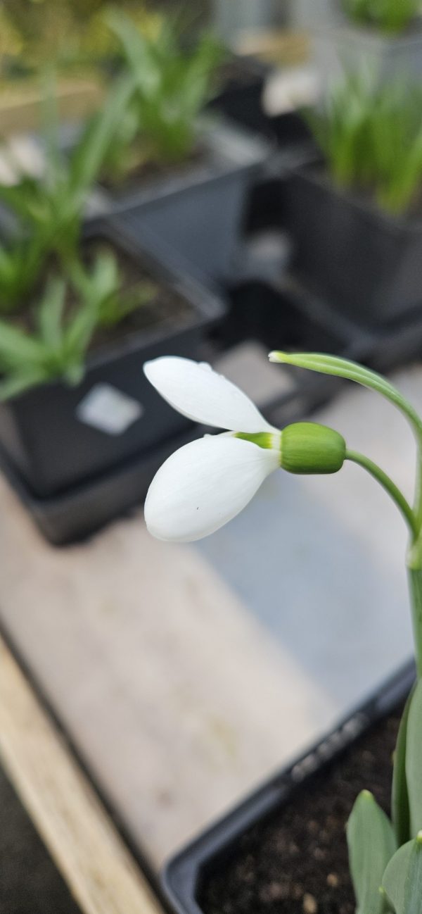 Galanthus elwesii 'Polar Bear'