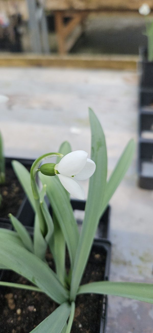 Galanthus elwesii 'Polar Bear'