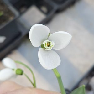 Galanthus elwesii 'Polar Bear'